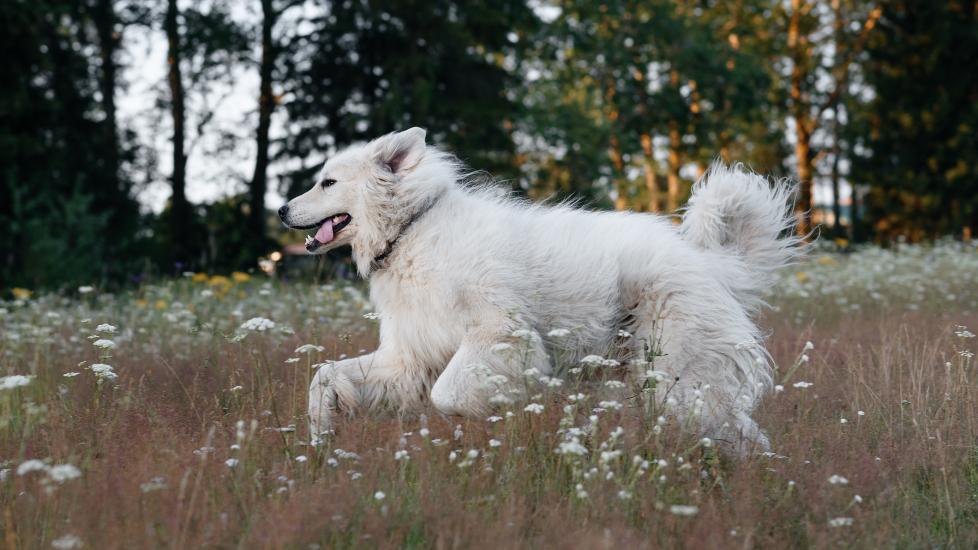 roundworms in dogs; a dog plays in a dog park.